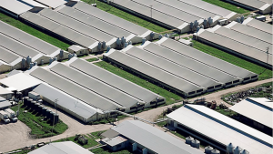 Farmers Turning the Tables on Agribusiness Lobbyists and the USDA