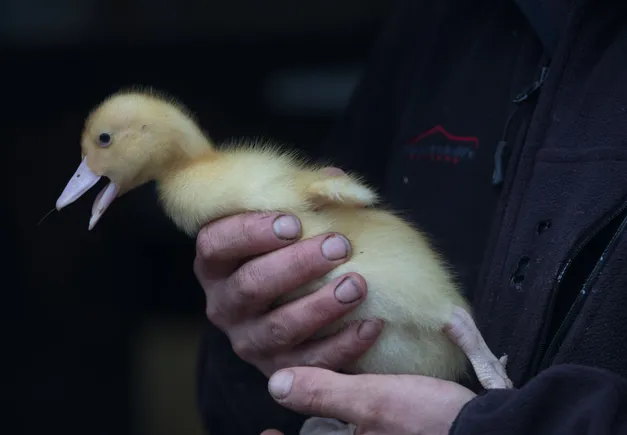 US detects rare bird flu strain H5N9 in poultry for first time US detects rare bird flu strain H5N9 in poultry for first time