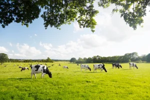 Agtech Seedlings: CH4 Global to expand methane-reducing cattle feed with Mitsubishi Agtech Seedlings: CH4 Global to expand methane-reducing cattle feed with Mitsubishi