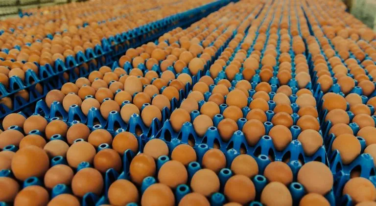 Burcon launches egg replacement amid ongoing bird flu outbreak Burcon launches egg replacement amid ongoing bird flu outbreak