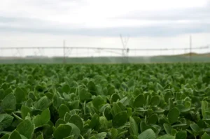 Regenerative agriculture: consumer health and producer wealth