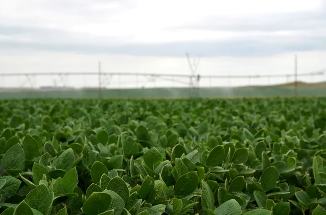 Regenerative agriculture: consumer health and producer wealth Regenerative agriculture: consumer health and producer wealth