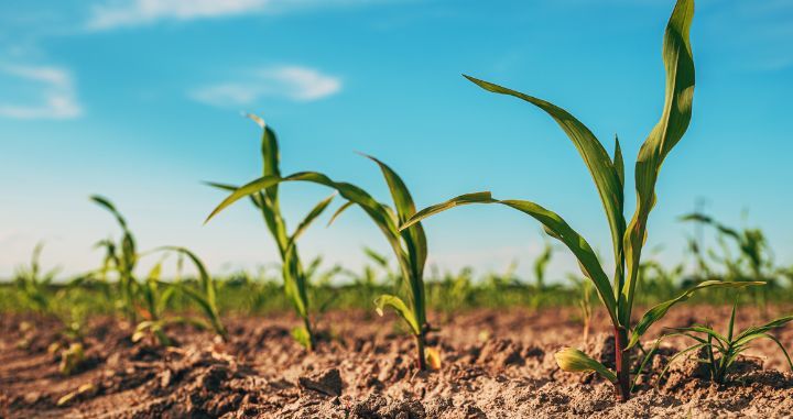 Advancing Organic Agriculture: Sharing Corn Research with Congressmen Burchett and Ogles Advancing Organic Agriculture: Sharing Corn Research with Congressmen Burchett and Ogles