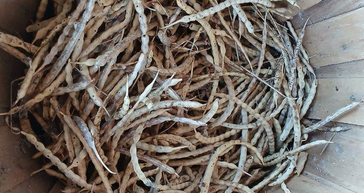 Farmer-Led Trials Program Spotlight: Passion Garden Farmer-Led Trials Program Spotlight: Passion Garden