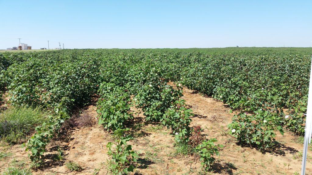 USDA Survey Details Cotton Chemical Use Across States – All Ag News
