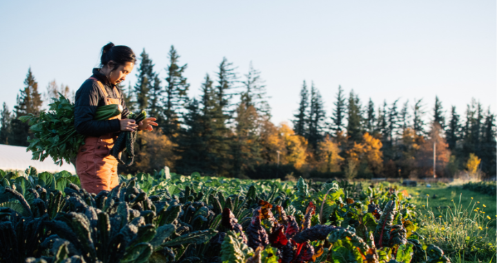 Conservation at Work: Cover Cropping through CSP at Mora Mora Farm