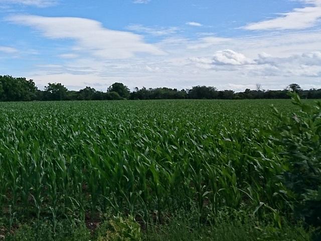 Corn Exports Lift Rail Demand As Soybeans Lag – All Ag News Corn Exports Lift Rail Demand As Soybeans Lag – All Ag News