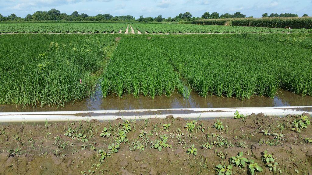 China Expands Agricultural Support For Cuba Through Rice – All Ag News