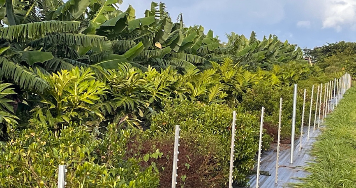 Two Oʻahu Farmers Share Wins & Challenges Accessing CSP Support Two Oʻahu Farmers Share Wins & Challenges Accessing CSP Support