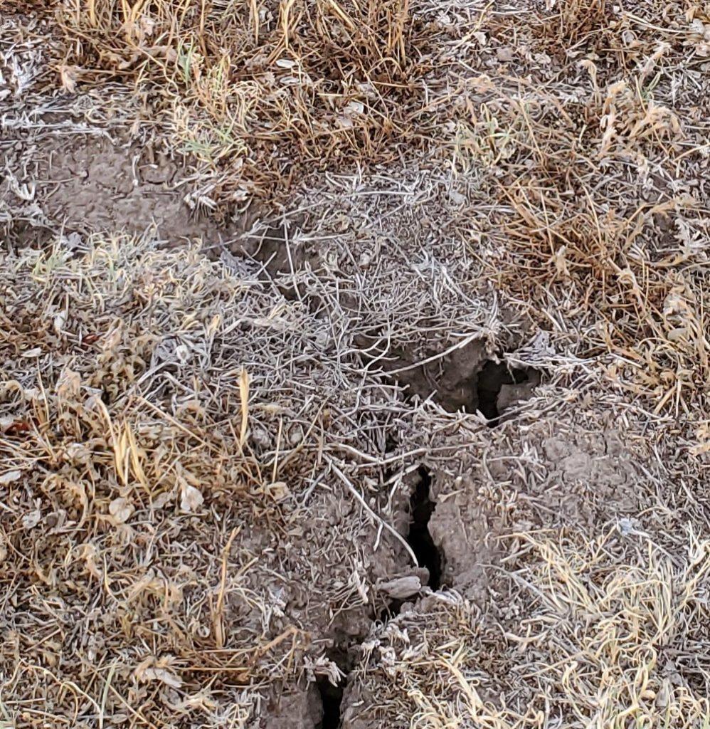 Drought Threatens Cattle Herd Rebuilding Despite Strong Prices – All Ag News