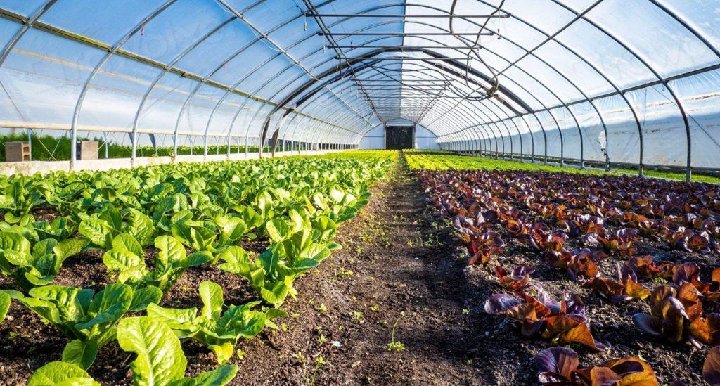IFPA Urges Traceability As Cyclospora Outbreak Grows