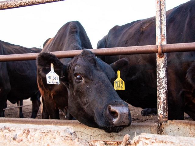 Feedyard Downsizing Could Follow Beef Packing Plant Closures