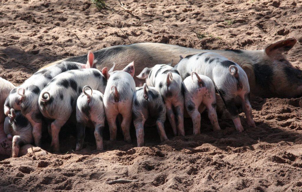 North American Hog Supplies Steady Despite Breeding Decline –