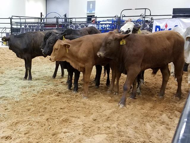 Santa Teresa Reopening Restores Major Feeder Cattle Route –