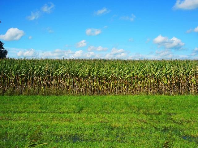 Mid-Atlantic Corn Yields Hold Despite Prolonged Summer Dryness –