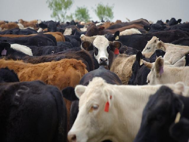Cattle Placements Fall Far Below Expectations In August –