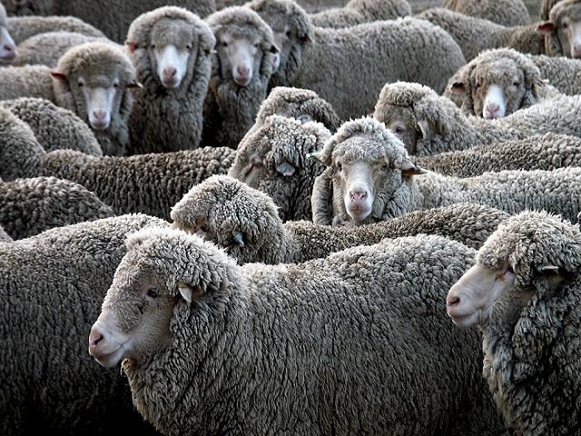 Texas Researchers Breed Sheep For Stronger Parasite Resistance –
