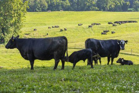 Interior Expands Grazing Role In Wildfire Risk Management –