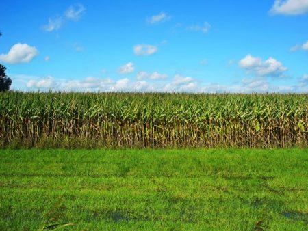 Corn Market Finds Buyers After Bearish USDA Shock –