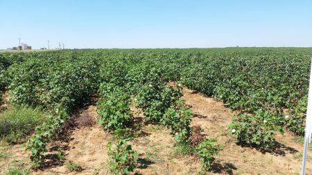 USDA Expands Cotton Crop Insurance Options For 2027 –