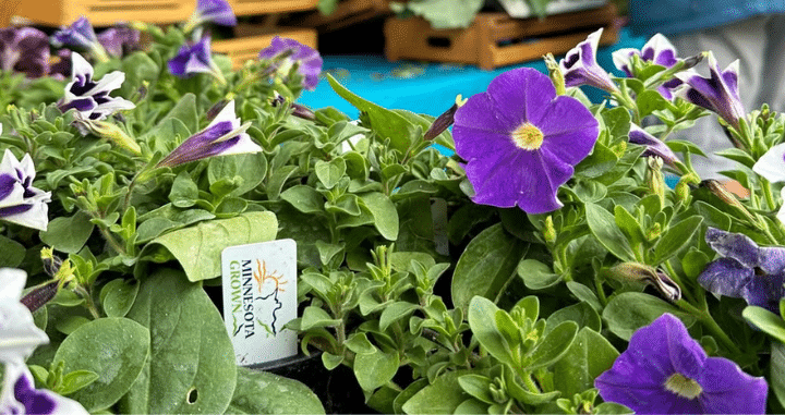 Looking Local: Opportunities for Organic in State-Level Policy