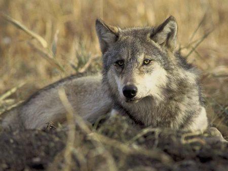 Interior Orders Predator And Wild Horse Policy Reviews –