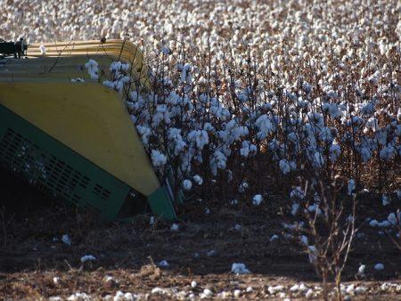 Southwest Cotton Abandonment Climbs As Yields Fall Sharply –