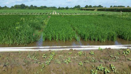 USDA Projects Rice Harvested Acreage At 53-Year Low –
